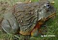 Pyxicephalus adspersus 09